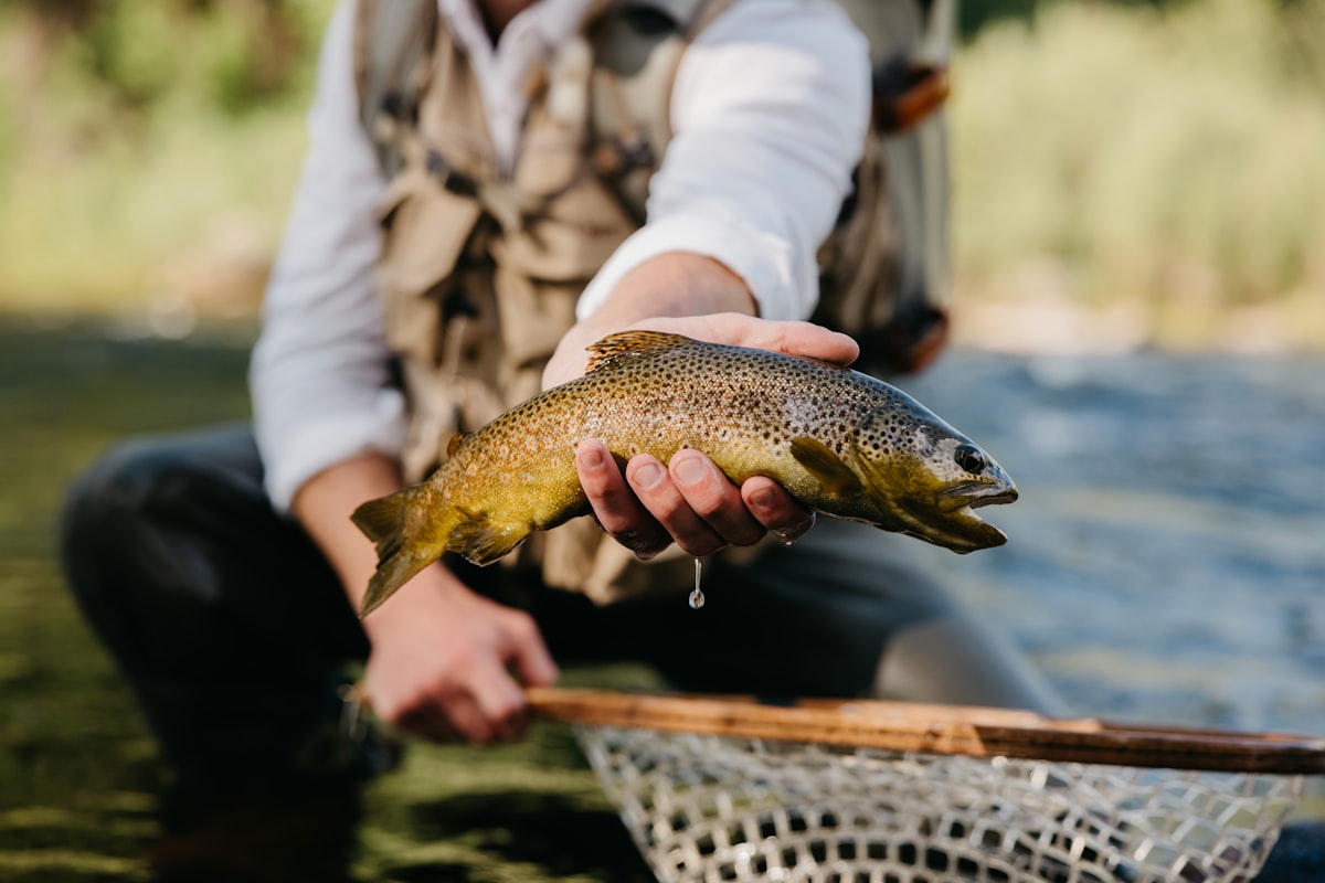 A trout resting in a landing net